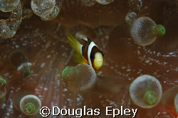 anemone fish, wakatobi, indonesia by Douglas Epley 